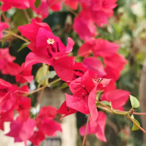Magenta Bougainvillea Close, India