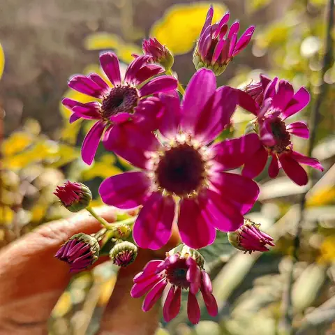Cineraria in Hand, India