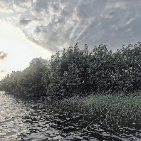 Mangrove Hour, Coastal India