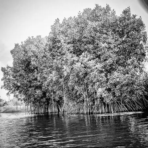 Mangrove Stilts, Pichavaram, Tamil Nadu