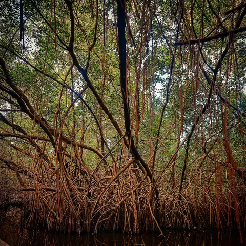 Tangled Roots, Pichavaram, Tamil Nadu