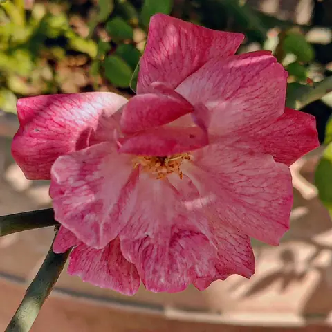 Marbled Pink Rose, India