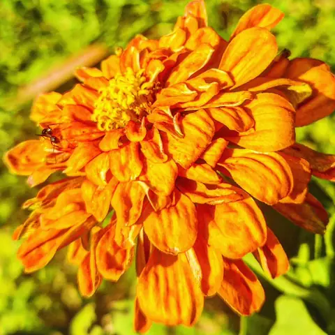 Zinnia, with an Ant, India