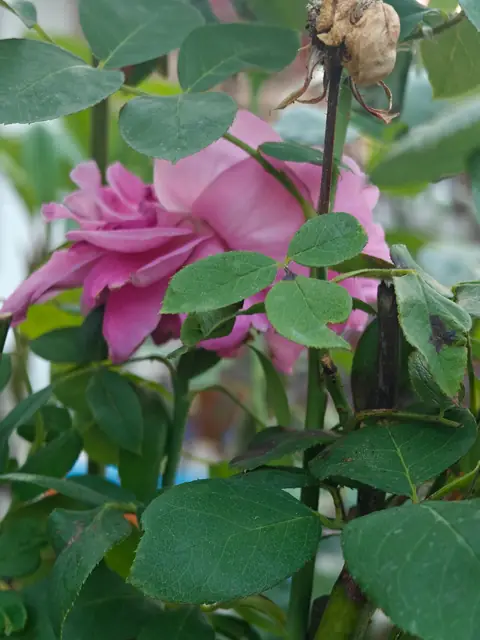 Rose Behind the Leaves, Dehradun, Uttarakhand