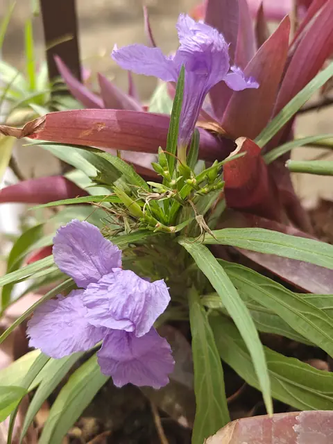 Petunia and Oyster Plant, Delhi
