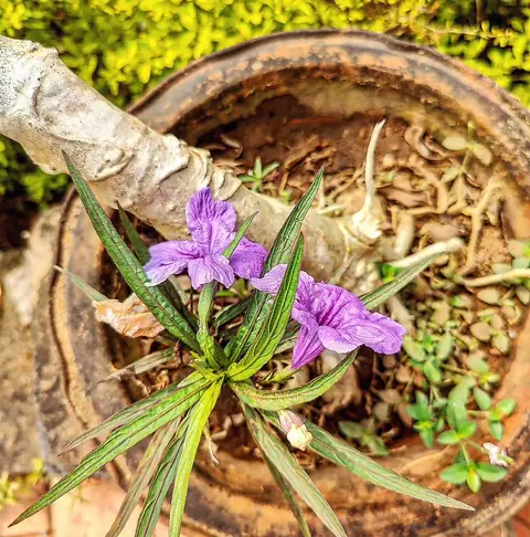 Mexican Petunia in a Pot, India