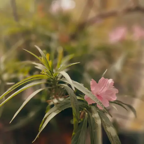 Mexican Petunia, India