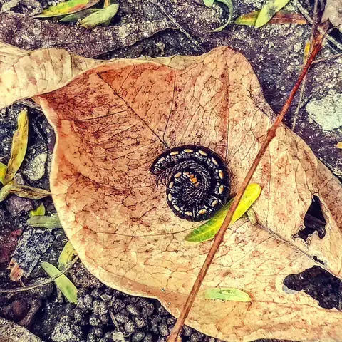 Forest Floor Spiral, Central India