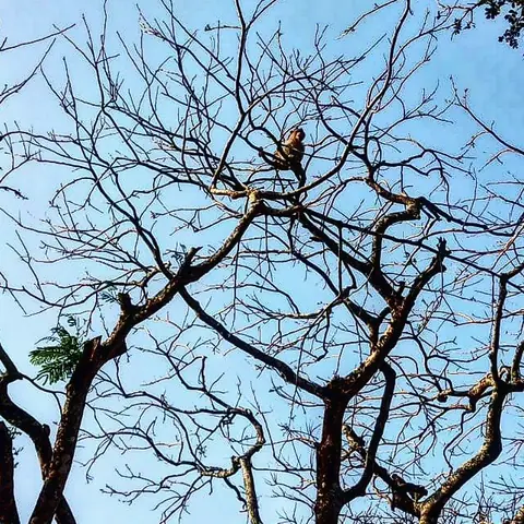 Monkey in Bare Branches, India