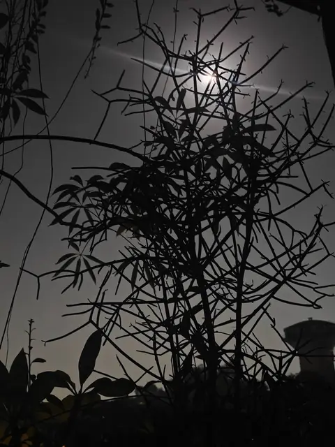 Moon Through the Branches, Delhi