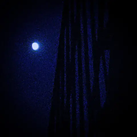 Moon Through Palm, Coastal India