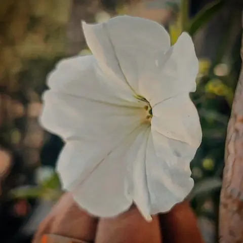 White Trumpet, Just Open, India