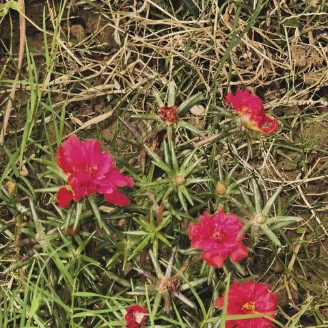 Moss Roses in Dry Grass, India