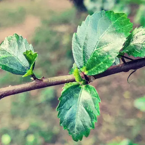 New Leaves, Just Out, India