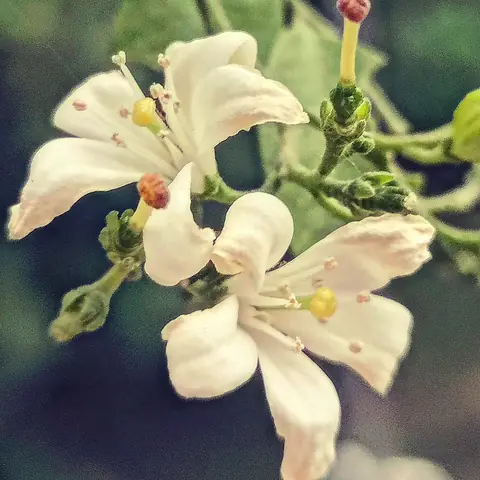 Curry Leaf Flowers, India