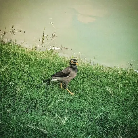 Myna at the Edge, India