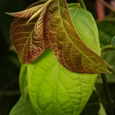 First Flush, India