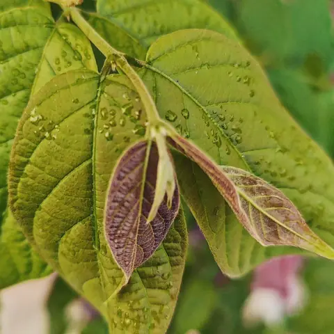 New Leaves, Turning, India