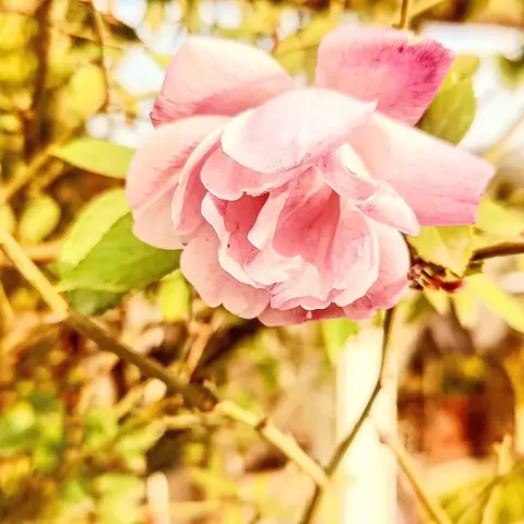 Pale Pink Rose, India