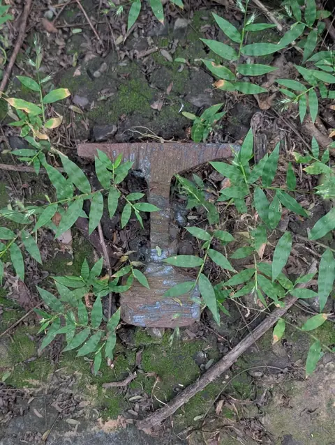 Rail in the Undergrowth, India