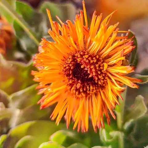 Calendula, India