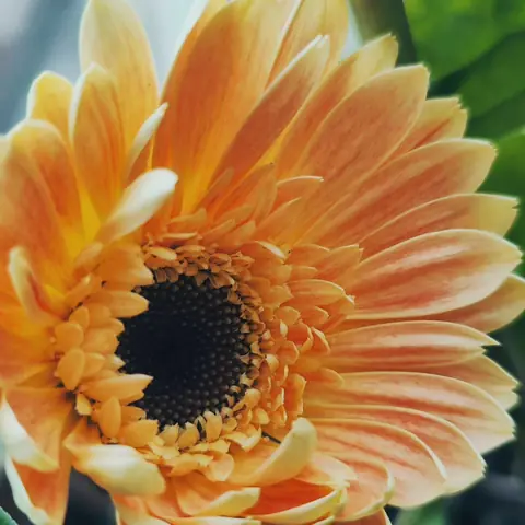 Orange Gerbera, India