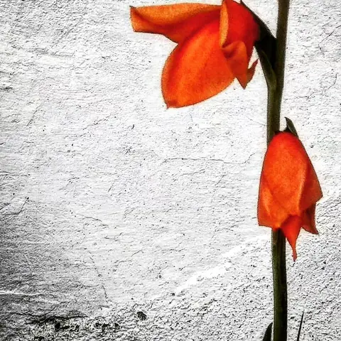 Orange Stem, White Wall, India