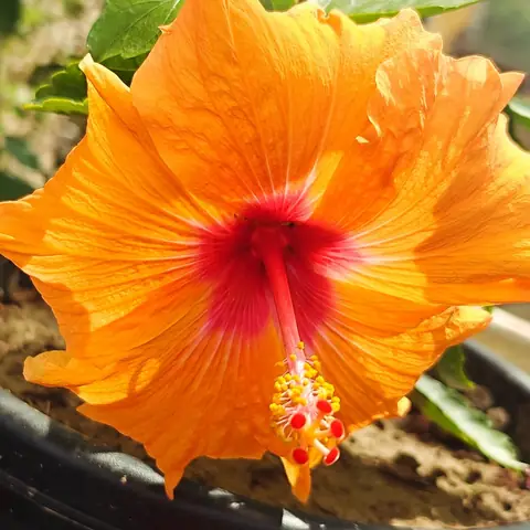 Orange Hibiscus, Pune, Maharashtra