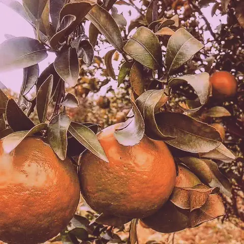 Citrus, Hanging, Coorg, Karnataka