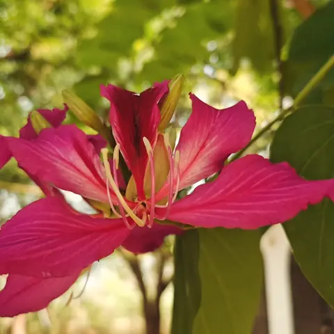Orchid Tree Flower, India