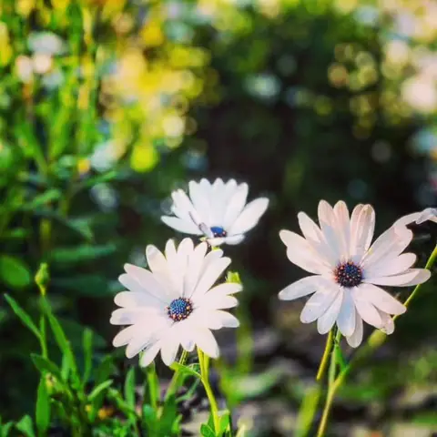 Three African Daisies, Hill Station, India