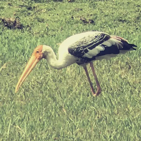 The Painted Stork, India