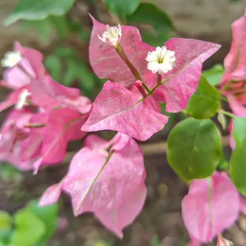 Pale Bougainvillea, India
