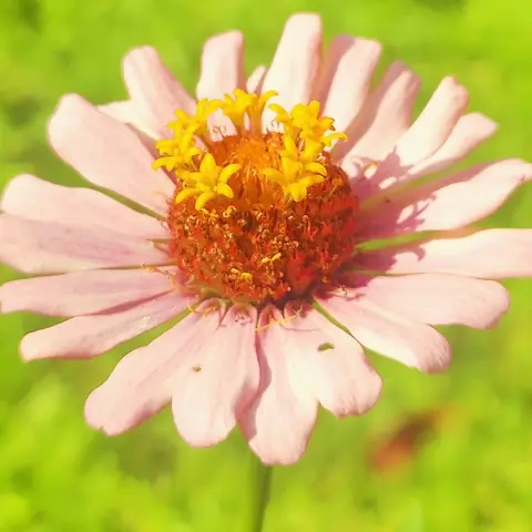 Pale Pink Zinnia, India