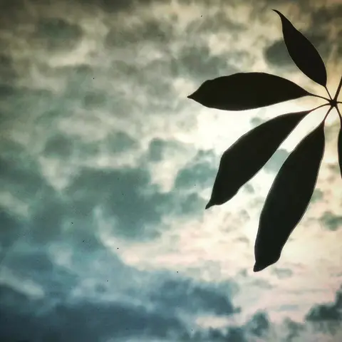 Palmate Leaf, Pale Sky, India