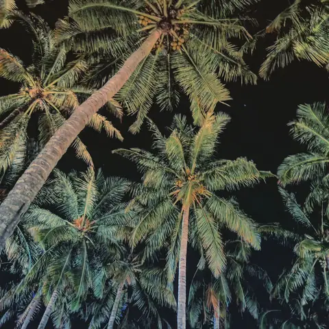Palms, After Dark, Coastal India