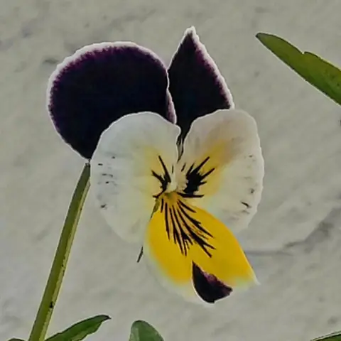 Viola, Three Colours, Himachal Pradesh, India