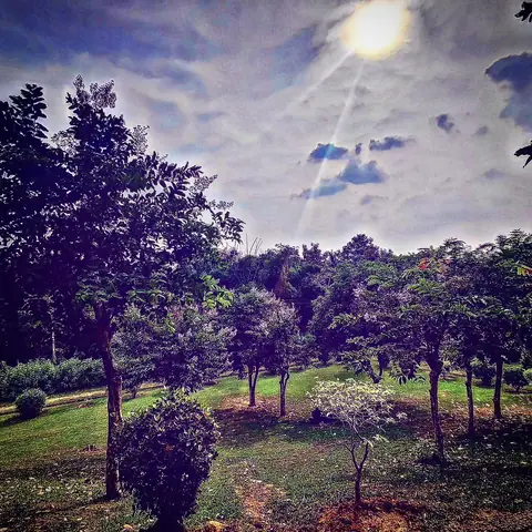 Park, Afternoon, Shafts of Light, India