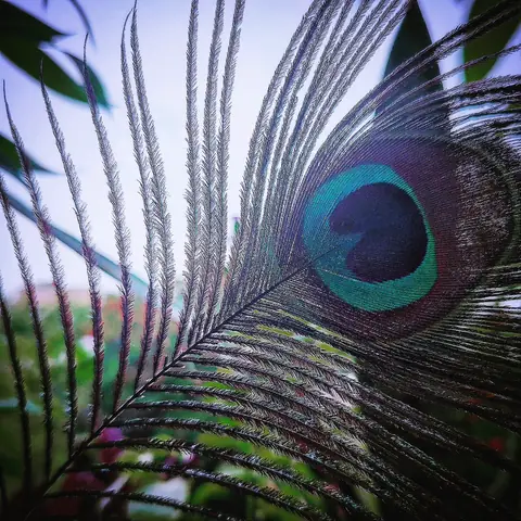 Eye of the Peacock, India