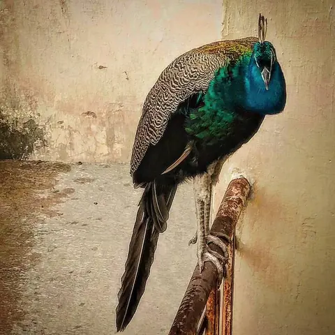 The Royal Watch, India