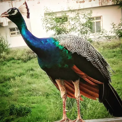 The Compound Resident, Rajasthan, India