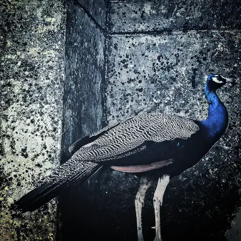 Peacock at the Temple Wall, India