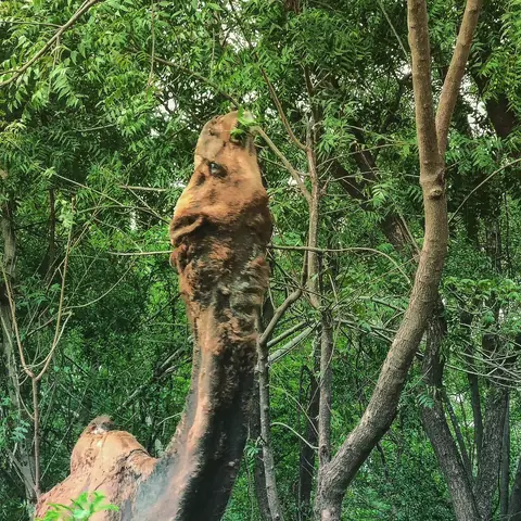 Camel Among the Neem, Rajasthan, India