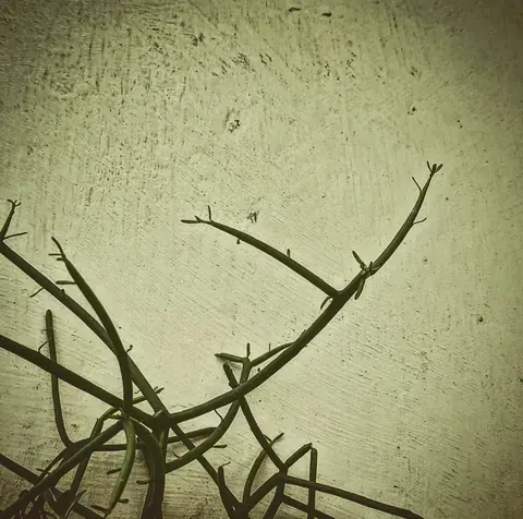 Pencil Cactus on Plaster, India