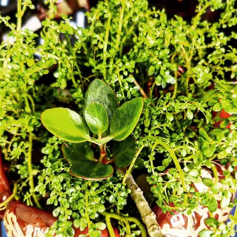 Garden Bonsai, India