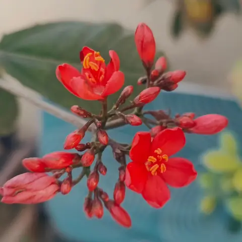 Peregrina in Bud, India