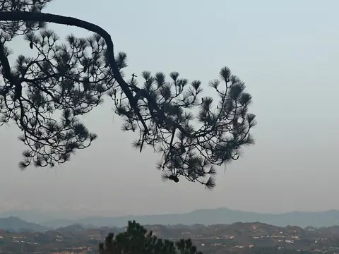 The Pine's Long Arm, Himachal Pradesh, India