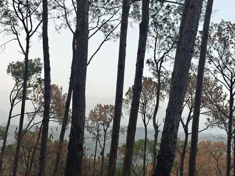 Chir Pines, Evening Haze, Himachal Pradesh, India