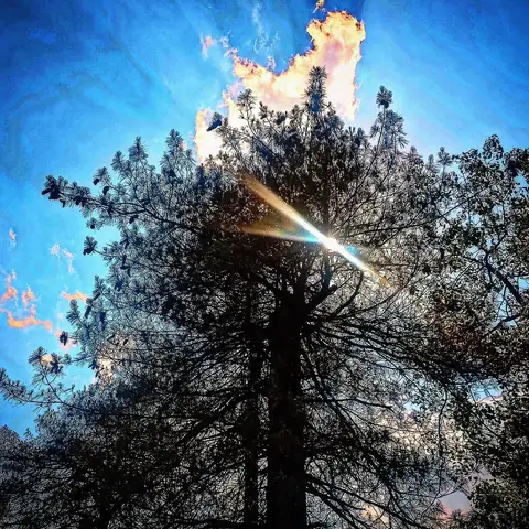Sun Through Pine, Himalayan Foothills, India