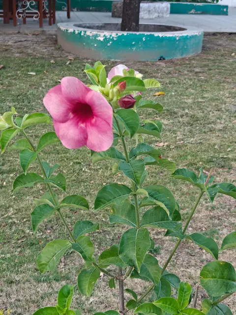 Pink Allamanda in the Lawn, Dehradun, Uttarakhand